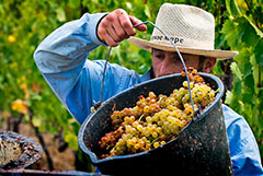 Минсельхоз пообещал увеличить почти в 1,5 раза финансирование виноградарства и виноделия