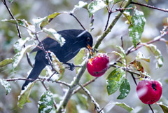 Власти ФРГ ухудшили оценку погодной ситуации до "напряженной" в связи с холодами