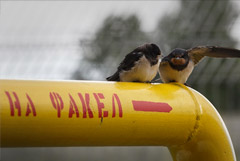 Молдавия возобновила реверс газа на Украину