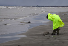 В Росприроднадзоре назвали удушье основной версией массовой гибели тюленей в Дагестане