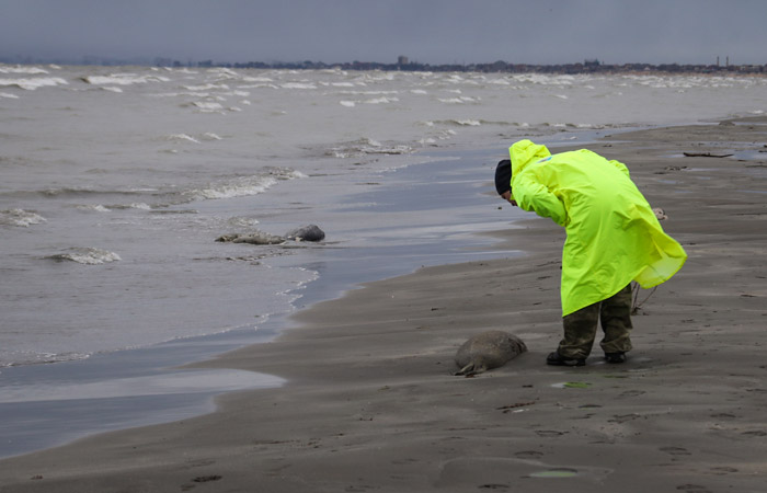 В Росприроднадзоре назвали удушье основной версией массовой гибели тюленей в Дагестане