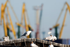 Калининградские власти предложили унифицировать тариф на морские грузоперевозки в регион