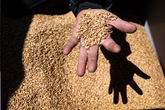 Власти РФ не намерены ограничивать импорт семян в ущерб урожаю
