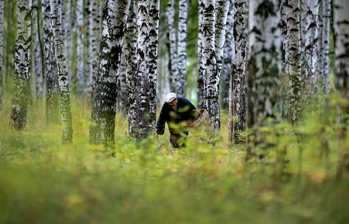 Самозанятым россиянам Дума разрешила собирать грибы и дикоросы