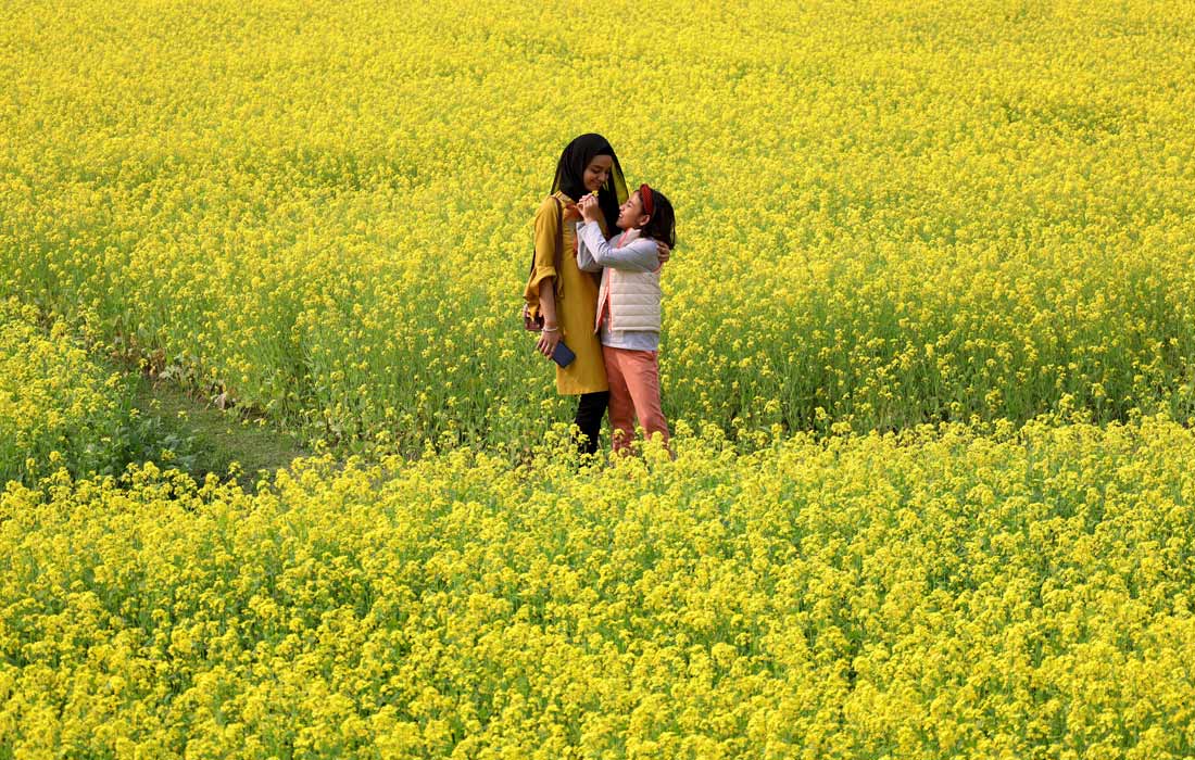 Цветение горчицы в Бангладеш
