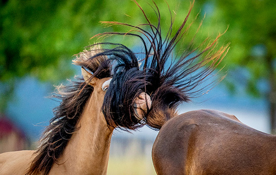 Лучшие снимки животных - 2022