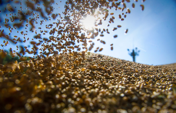 Вильфанд назвал в целом благоприятной ситуацию на озимых полях РФ