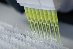 Дума приняла закон об обязательной геномной регистрации подозреваемых и обвиняемых