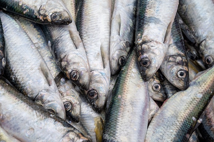 В МИД РФ объяснили антироссийскими санкциями отказ от консультаций с Токио по рыбному промыслу