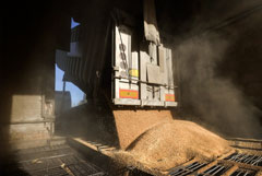 Экспортная пошлина на пшеницу из РФ с 8 февраля повысится на 3%