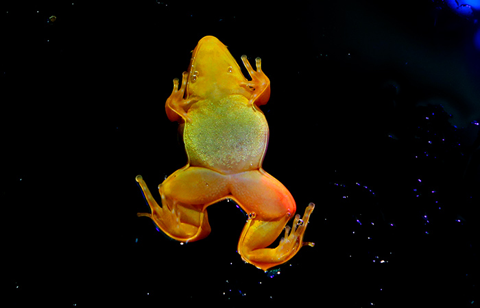 Что произошло в мире науки. Вечерний дайджест