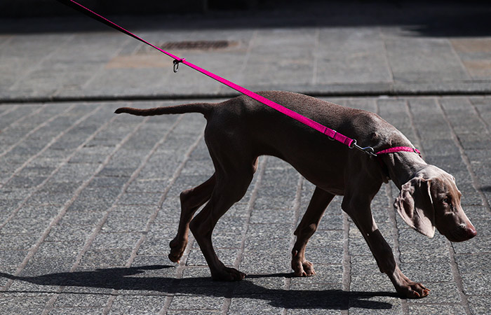 Британцы увеличат расходы на подарки домашним животным ко Дню святого Валентина