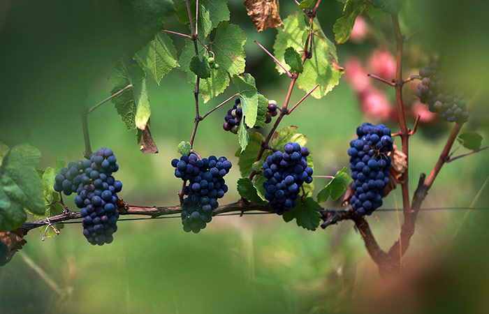 В Анапе построят винодельческий комплекс стоимостью 1 млрд рублей