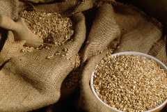 Экспортную пошлину на пшеницу из России снизили впервые с 25 января