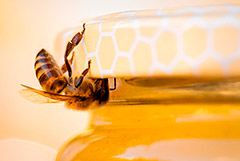 В российское законодательство внесут определение мёда