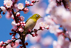 Сезон цветения сакуры в 2023 году может принести экономике Японии $4,7 млрд