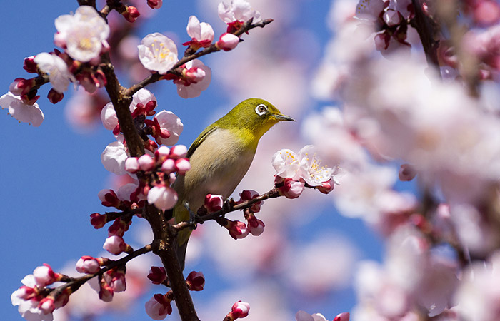 Сезон цветения сакуры в 2023 году может принести экономике Японии $4,7 млрд