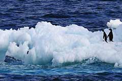 В Антарктиде зафиксированы рекордно низкие показатели морского льда