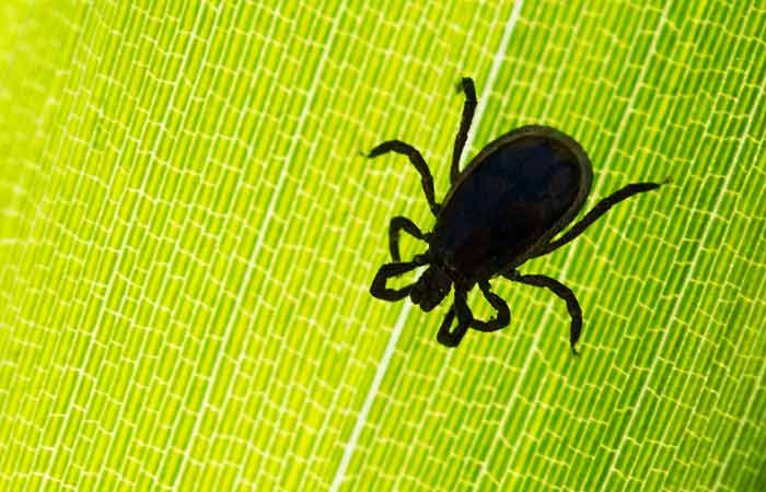 Роспотребнадзор заявил об отсутствии угрозы населению от вируса Хасеки в клещах