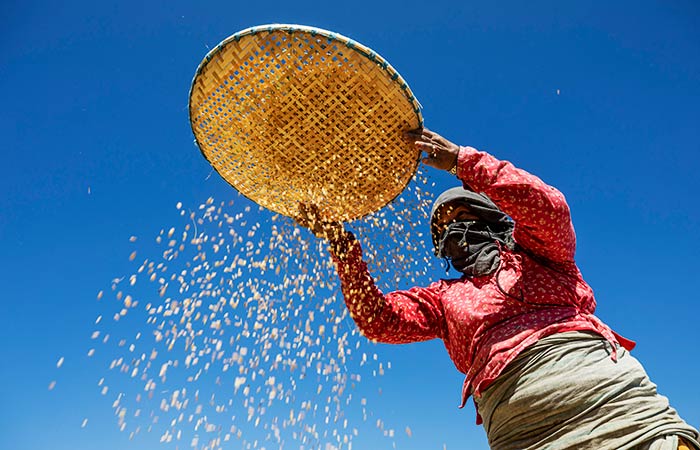 Аналитики спрогнозировали в этом сельхозгоду рекордный за 20 лет дефицит риса в мире