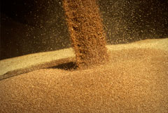 Турция с мая вводит пошлину на импорт пшеницы, ячменя и кукурузы в размере 130%