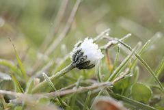 "Оранжевый" уровень опасности объявлен в Москве третий раз подряд из-за ночных заморозков