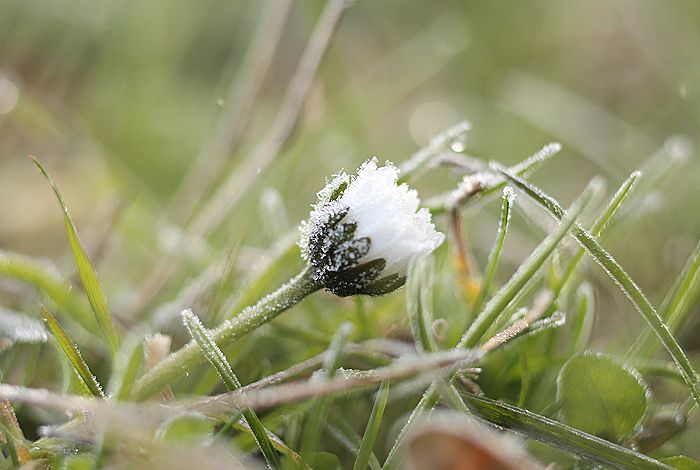 "Оранжевый" уровень опасности объявлен в Москве третий раз подряд из-за ночных заморозков