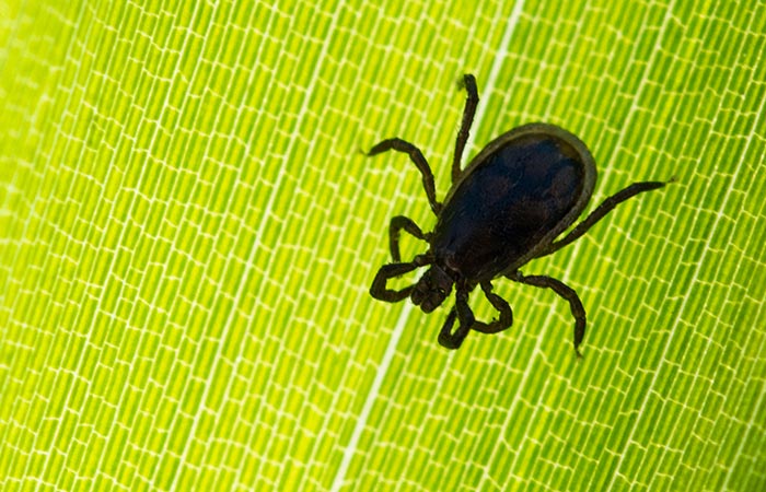 Роспотребнадзор не подтвердил опасения об угрозе заражения человека чумой от клещей