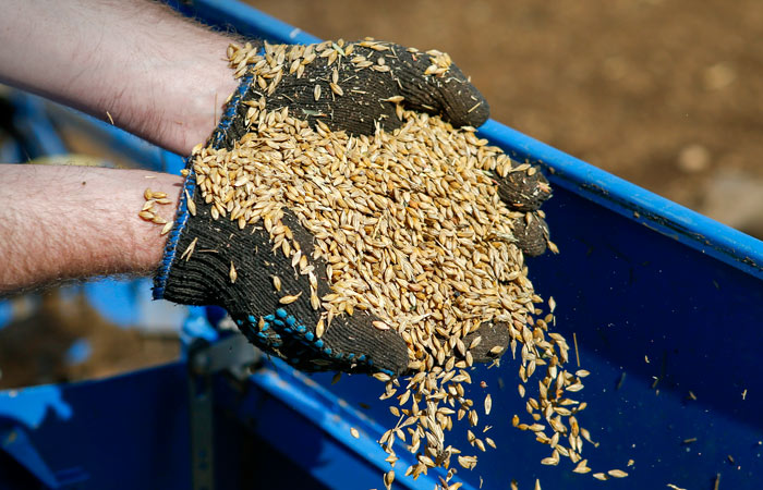 Минсельхоз планирует с октября вводить "некритичные запреты" на импорт семян