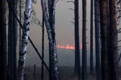 Площадь природных пожаров в Свердловской области сократилась почти в три раза