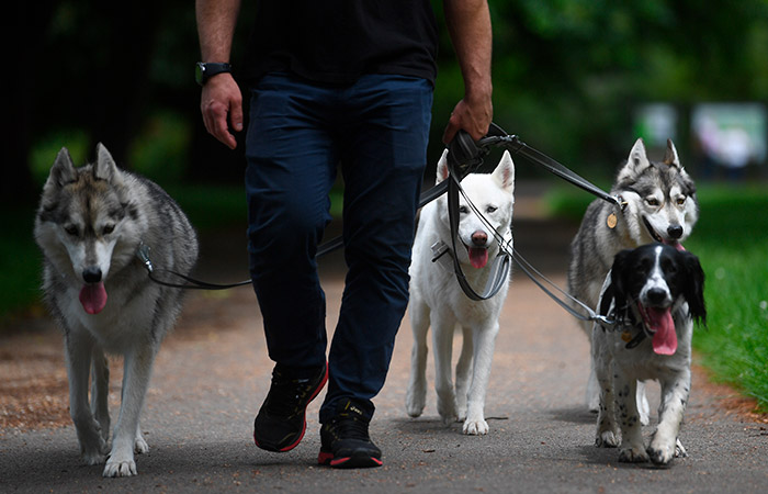 Думский комитет одобрил новые штрафы для владельцев домашних животных