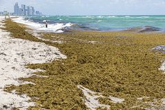 На пляжи Флориды выбросило тонны водорослей, содержащих "поедающие плоть" бактерии