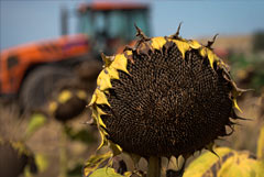 РФ будет ограничивать экспорт подсолнечника до полной загрузки своих перерабатывающих заводов