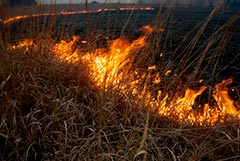 В СПЧ призвали отказаться от профилактического выжигания травы и сельхозземель