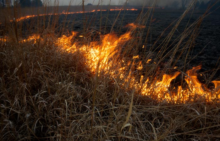 В СПЧ призвали отказаться от профилактического выжигания травы и сельхозземель