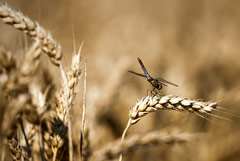 Пошлина на экспорт пшеницы из РФ с 28 июня снизится на 5,3%