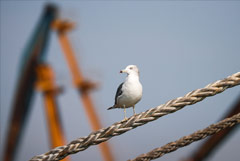 Лукашенко ратифицировал белорусско-российское соглашение о внутреннем судоходстве