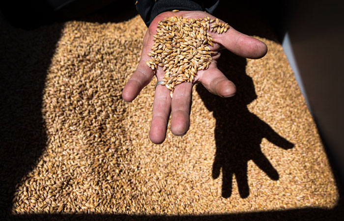 Минсельхоз не видит риска дефицита семян на рынке РФ