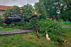 Около 70 деревьев повалено в Москве из-за непогоды, повреждено более 50 автомобилей