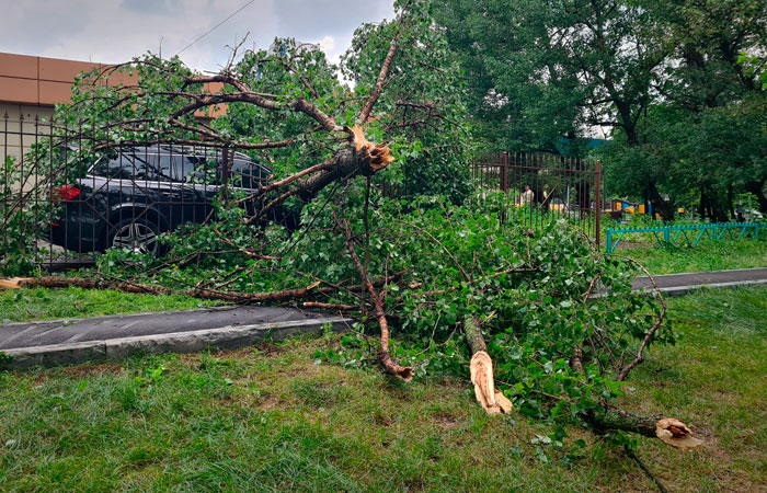 Около 70 деревьев повалено в Москве из-за непогоды, повреждено более 50 автомобилей