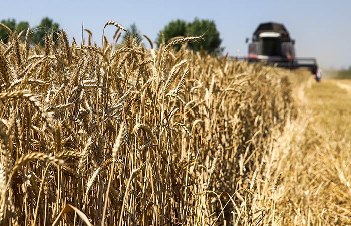 Путин заявил о готовности бесплатно поставить нескольким странам Африки по 25-50 тыс. т зерна