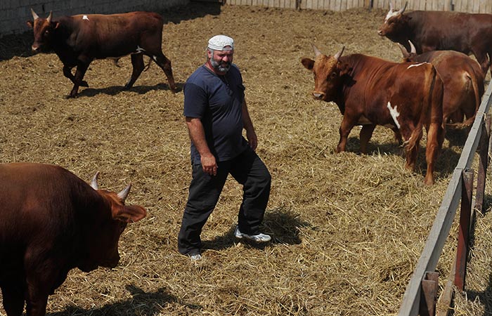 Аграрии РФ рассчитывают на дожди для пополнения запасов кормов для животных. Обзор