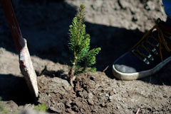 Геологоразведка дает компании право не проводить восстановление леса