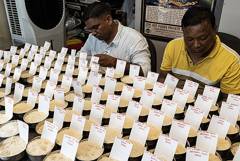 В Индии ввели ограничения на поставки риса ради продовольственной безопасности