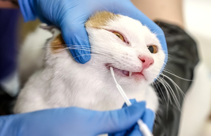 Новые правила оборота ветпрепаратов начинают действовать в РФ