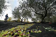 США снизили прогноз производства оливкового масла в мире из-за неурожая в Средиземноморье