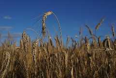 Белоруссия закупит в России до 500 тысяч тонн зерна