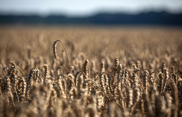Польша готова ответить на жалобу Киева в ВТО по вопросу о поставках зерновых