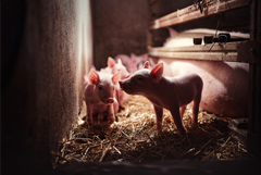 Китай разрешил поставки свинины из РФ на свой рынок