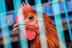 ФАС направила запросы трем производителям курятины по поводу обоснованности цен